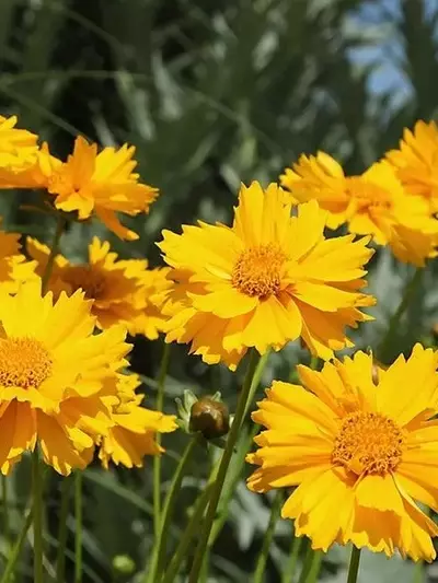 Guía Completa para Cultivar Coreopsis y Llenar tu Jardín de Color