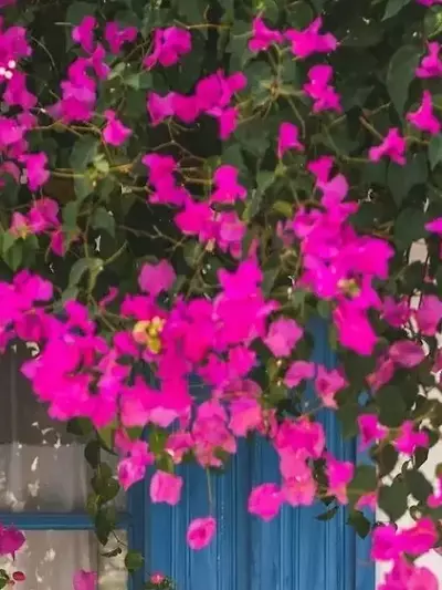 Guía Completa para el Cuidado Óptimo de la Buganvilla y una Floración Espléndida