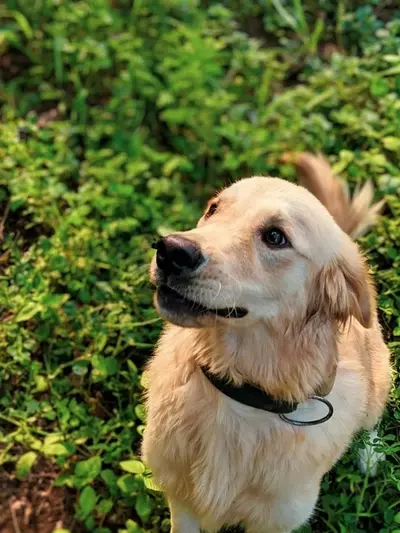 Plantas Comunes: Un Peligro Oculto para Mascotas