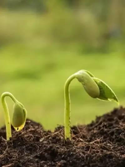 Guía Experta para Rescatar Plantas con Problemas: Identificación y Soluciones Efectivas