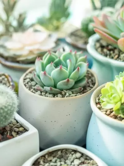 Plantas Inquebrantables para el Verano: Cómo Sobrevivir al Calor Extremo