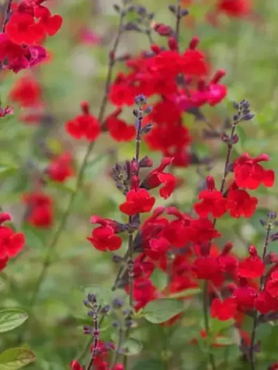 Salvia greggii: Una joya floral para tu jardín