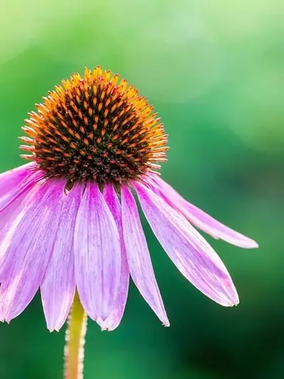La Revolución Botánica en la Moda: El Renacimiento de los Tintes Naturales