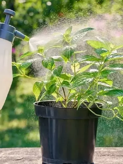 Cuidado de Plantas en Macetas Durante el Verano: Estrategias Esenciales para el Calor Extremo