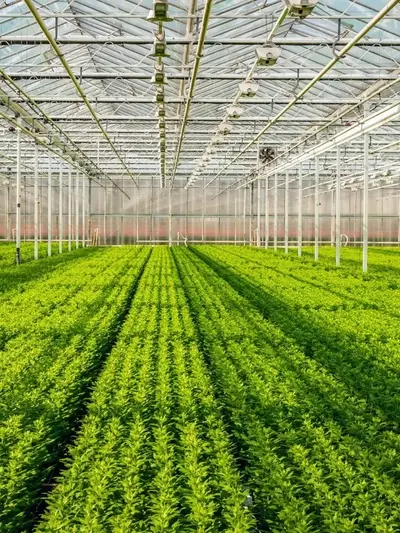 Invernaderos: Cultivo Controlado y Beneficios Múltiples