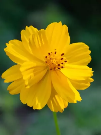 Guía Definitiva para el Cultivo de Cosmos: Flores Radiantes con Mínimo Esfuerzo
