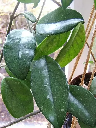 Descubre la Fascinante Hoya Carnosa: Guía Completa de Cultivo y Cuidados