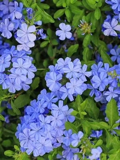 Guía Completa para el Cuidado del Jazmín Azul: Belleza y Resistencia en tu Jardín