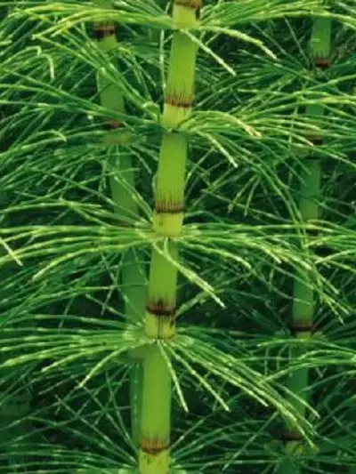 La Beaucarnea Recurvata: Una Joya Botánica de Resistencia y Elegancia