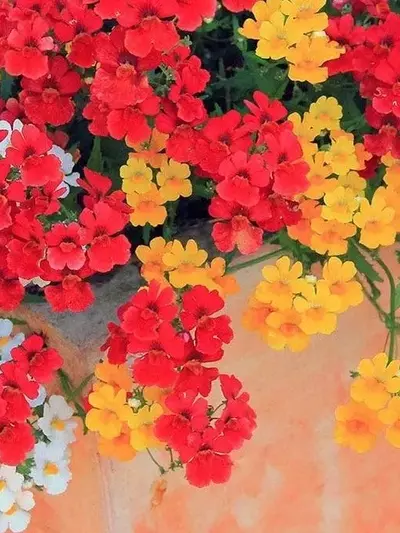 Guía Completa para el Cuidado y Cultivo de Nemesias en Macetas