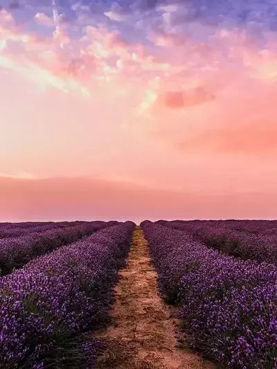 Brihuega se Viste de Púrpura: Un Festival de Lavanda que Encanta a Miles