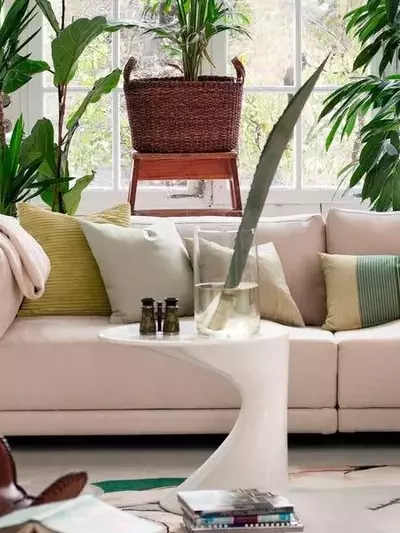 Plantas de Interior Resilientes: Guía para Principiantes y Viajeros