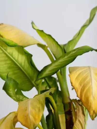 Secretos para Revitalizar tus Plantas: Una Guía Completa contra el Amarillamiento Foliar