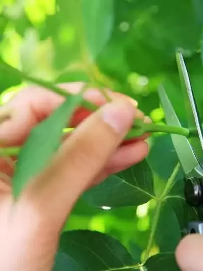 Guía Definitiva para la Propagación de Plantas Mediante Esquejes