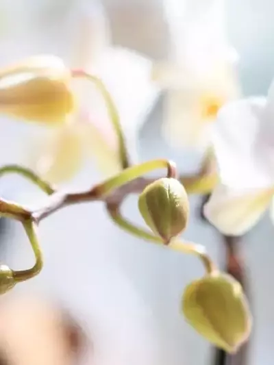La Misteriosa Caída de los Capullos Florales y el Secreto de las Crisálidas