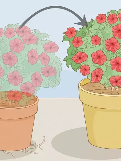Guía Completa para el Cultivo Exuberante de Petunias durante Todo el Verano