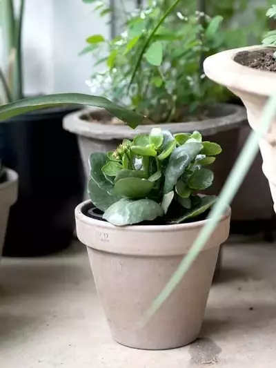 Arcilla vs. Plástico: ¿Cuál es el Mejor Recipiente para Tus Plantas?