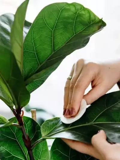 Mantén tus plantas de interior saludables y relucientes: La guía definitiva para la limpieza de hojas