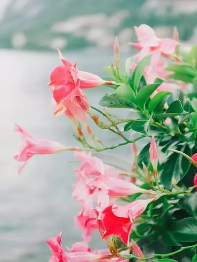 Secretos para el florecimiento ininterrumpido de la Dipladenia en verano