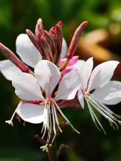 Guía completa para el cuidado de la Gaura Lindheimeri: resistencia y belleza en tu jardín