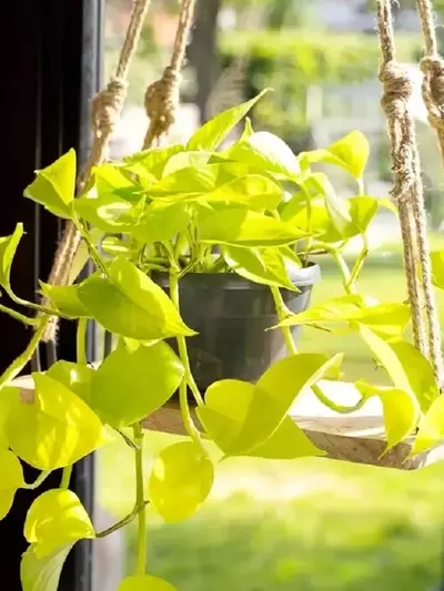 Guía Completa para el Cuidado del Pothos Dorado: Secretos y Propagación