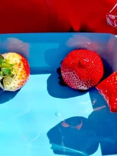 Andalucía Impulsa Hábitos Saludables con su Programa Escolar de Alimentos Frescos
