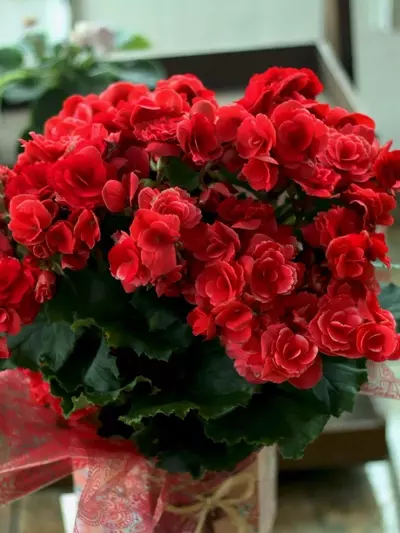 Guía Definitiva para el Cultivo de Begonias en Interiores: Variedades, Cuidado y Floración Asombrosa
