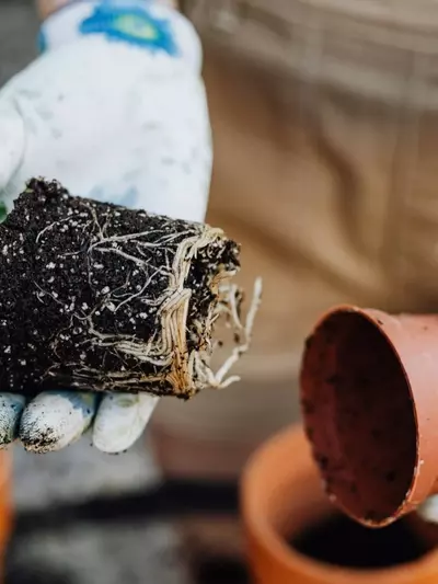 Guía para Revivir Plantas con Raíces Dañadas: Identificación y Soluciones Efectivas