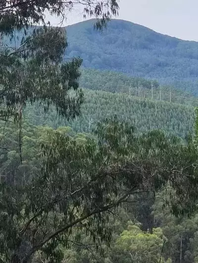 La silvicultura de retención: Un estudio de 30 años en Tanjil Bren redefine la gestión forestal
