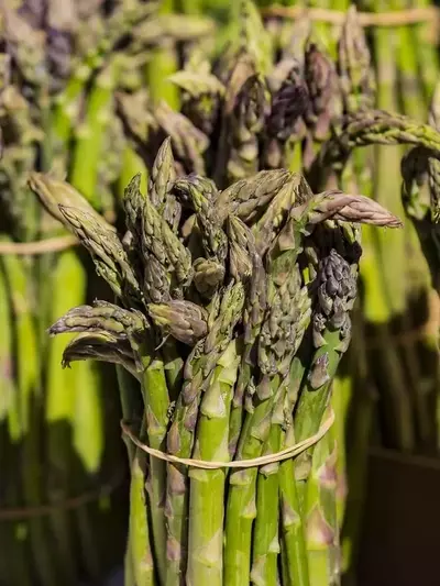 Salicornia: El “Espárrago de Mar” que Revoluciona la Agricultura Halófita y la Gastronomía