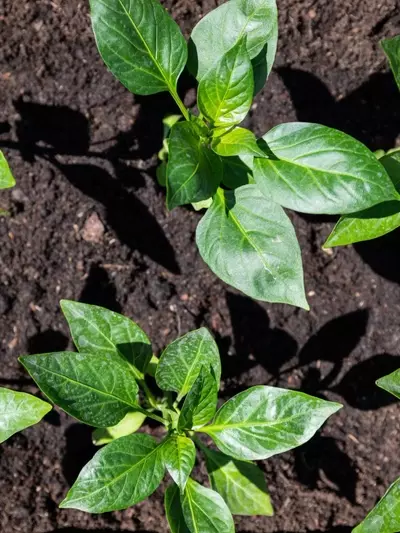 Guía Completa para Cultivar Pimientos en Casa: Desde la Semilla hasta la Cosecha Exitosa