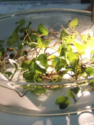 El Banco de Germoplasma de Córdoba: Un Santuario Vital para la Biodiversidad Vegetal Andaluza