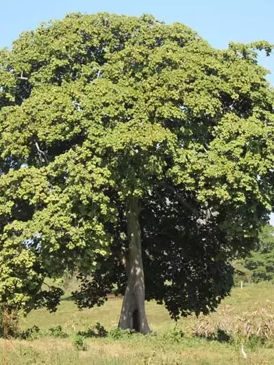 Estudio Detallado del Árbol Camajón (Sterculia apetala): Morfología, Ecología y Usos