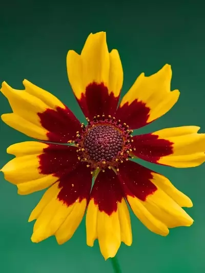 La Gaillardia: Una Joya Floral para Jardines Radiantes y Duraderos