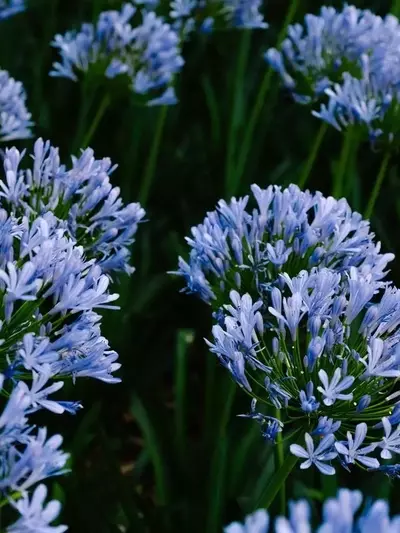 Embellezca su Jardín con la Magia de las Flores Azules: Frescura y Serenidad Todo el Año