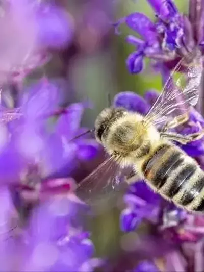 La Miel de Bosque Nativo Chileno: Un Valor Productivo y de Conservación