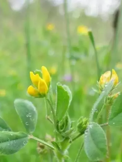 Descubriendo los Secretos de las Legumbres: Potenciando la Fertilidad del Suelo con Nitrógeno Biológico