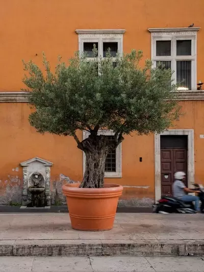 Cultivando Olivos en Macetas: Una Guía Completa para Terrazas y Balcones