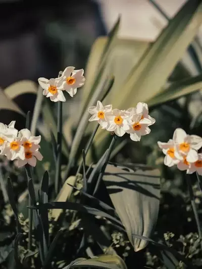 Guía Definitiva para el Cultivo Exitoso de Narcisos: Secretos para una Floración Espléndida