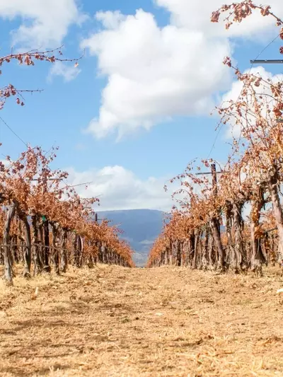 La Resiliencia de la Vid frente a la Sequía: Un Estudio Epigenético Innovador