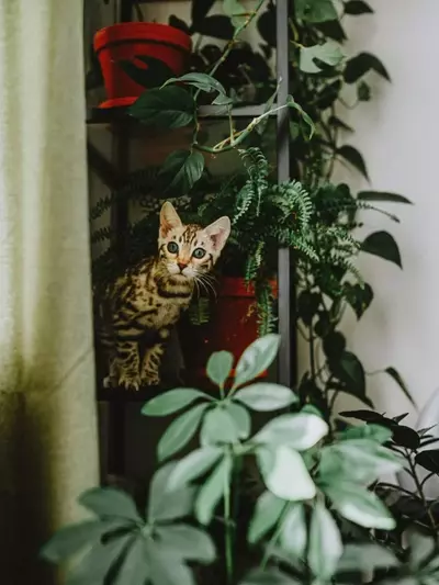 Guía Definitiva de Plantas Seguras para Hogares con Mascotas