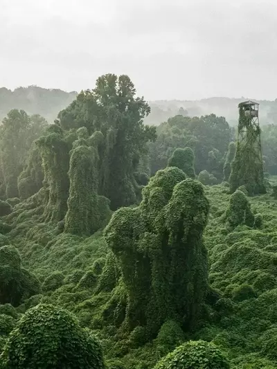 Kudzu: El Enigma Verde que Devora Bosques y Ofrece Sanación