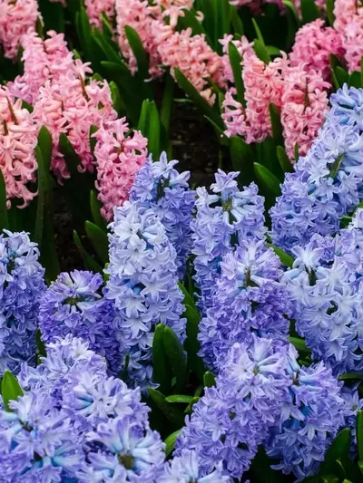 Jacintos en Agua: Guía Definitiva para una Floración Invernal Anticipada