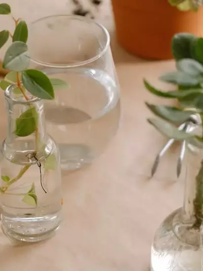 Cultivo Acuático: Una Guía Completa para la Propagación Vegetal sin Tierra