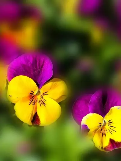 Descubriendo las Plantas Bianuales: Un Ciclo de Vida Único para tu Jardín y Huerto