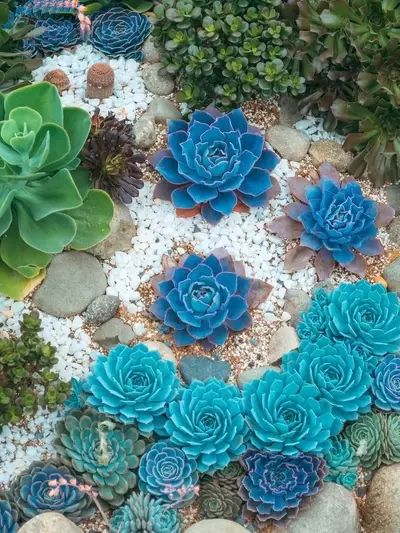 Jardines Sostenibles: Plantas Resistentes a la Sequía para un Paisaje Vibrante sin Riego Constante