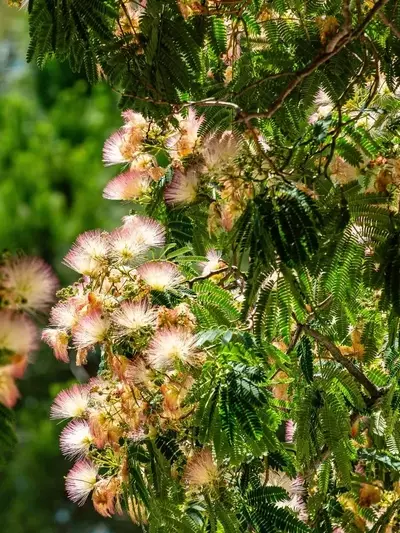 Un Oasis Florecido: Árboles y Plantas que Embellecen tu Verano