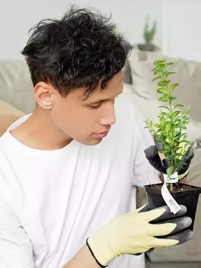 Descifrando el Lenguaje Silencioso de tus Plantas: Una Guía Integral para su Bienestar