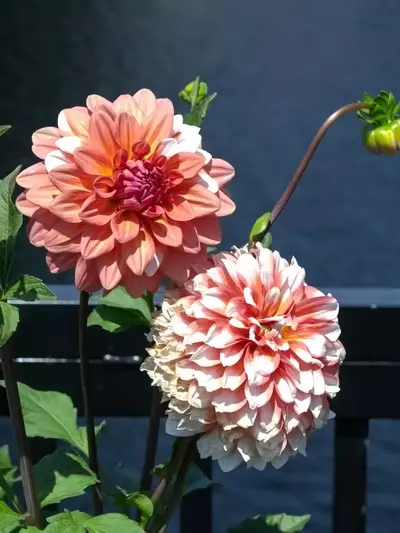 Dalias: La Exuberancia Floral que Transforma tu Jardín Otoñal
