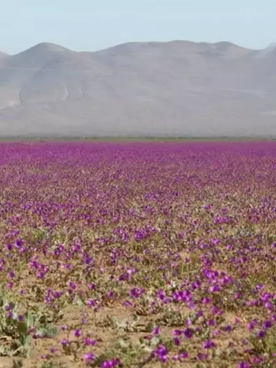 El Desierto Florido de Atacama: Un Espectáculo Natural Inigualable